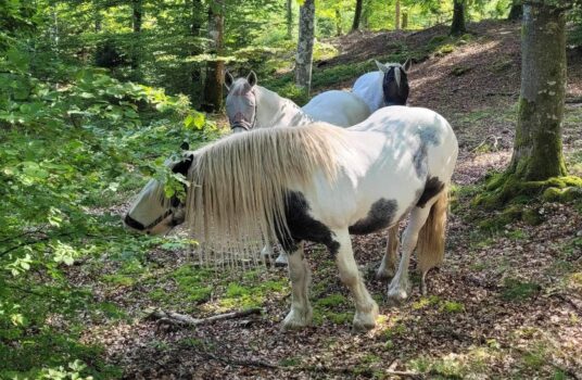 Magisk helg med hästflocken 14-15 september